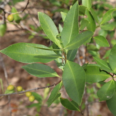 Alyxia spicata
