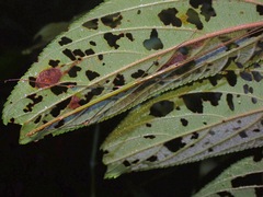 Singaporoidea meneptolemus