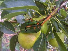 Plinthocoelium suaveolens