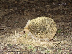 Hemiechinus auritus