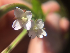 Epilobium billardiereanum intermedium