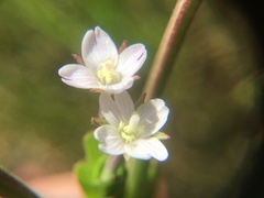 Epilobium billardiereanum intermedium