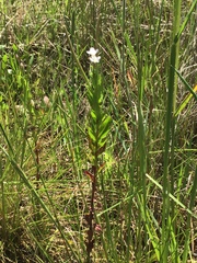 Epilobium billardiereanum intermedium