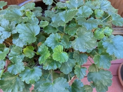 Heuchera maxima