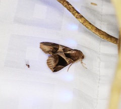 Bastilla arcuata