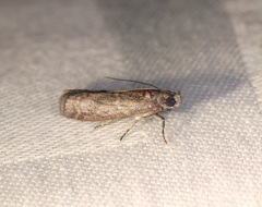 Ectomyelois ceratoniae