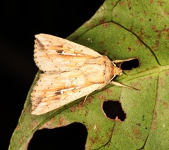 Mythimna pulchra