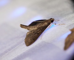 Omiodes tristrialis
