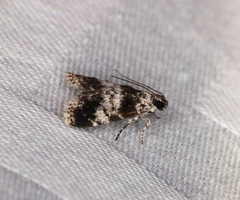 Salma ridiculalis