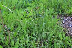 Carex leiorhyncha