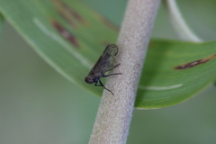 Zeoliarus oppositus