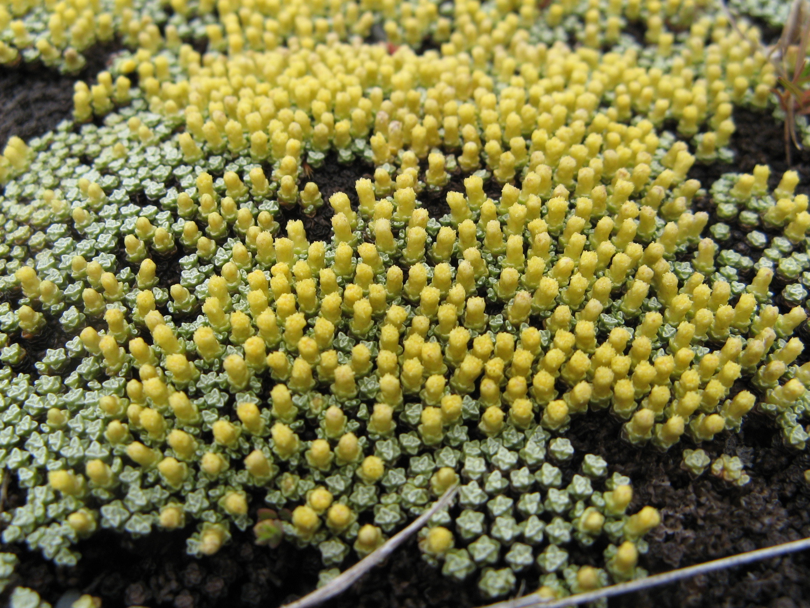 Golden scabweed (Raoulia australis) · iNaturalist United Kingdom