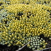 Golden Scabweed - Photo (c) Peter Sweetapple, some rights reserved (CC BY-NC), uploaded by Peter Sweetapple