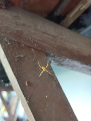 Argiope