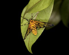 Amata grotei