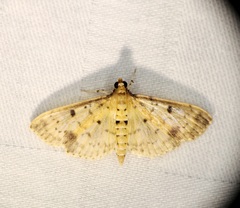 Herpetogramma cynaralis