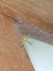Argiope