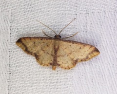 Idaea impexa