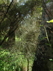 Usnea baileyi