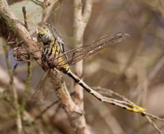 Austrogomphus australis