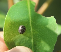 Trachymela tincticollis