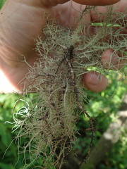 Usnea baileyi
