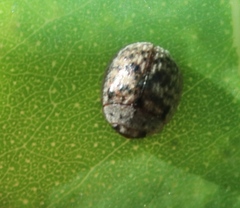 Trachymela tincticollis