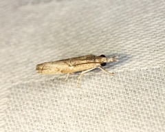 Culladia hastiferalis