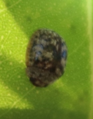 Trachymela tincticollis