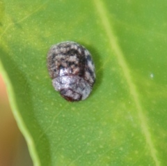 Trachymela tincticollis