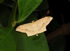 Krananda falcata