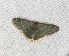 Lophophleps triangularis