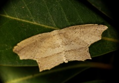 Phalacra