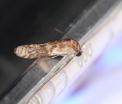 Phycita cirrhodelta