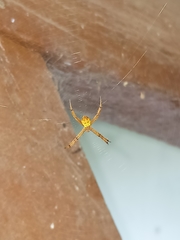 Argiope
