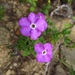 Texas Cupflower - Photo (c) nahual, some rights reserved (CC BY-NC), uploaded by nahual
