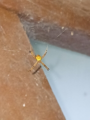 Argiope