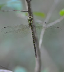 Triacanthagyna trifida