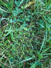 Gratiola sexdentata