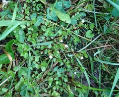 Gratiola sexdentata