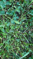 Gratiola sexdentata
