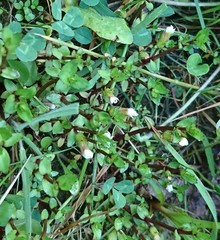 Gratiola sexdentata