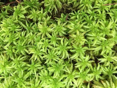 Carolina sphagnum (Sphagnum carolinianum)