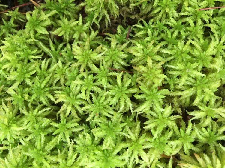 Sphagnum carolinianum