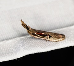 Pseudodavara haemaphoralis