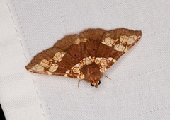 Saroba pustulifera