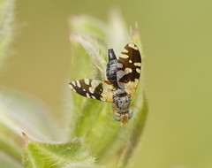 Spathulina acroleuca