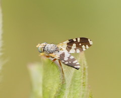Spathulina acroleuca