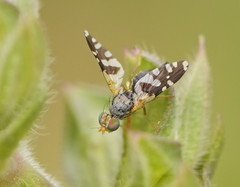 Spathulina acroleuca