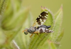 Spathulina acroleuca